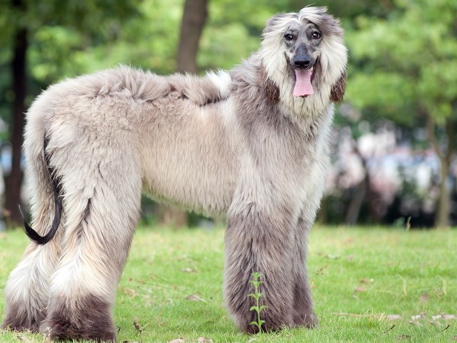 Afghan Hound thumbnail